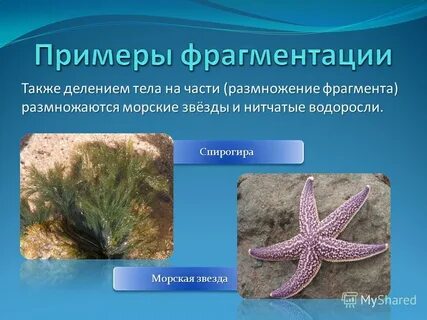 Морская звезда способ размножения