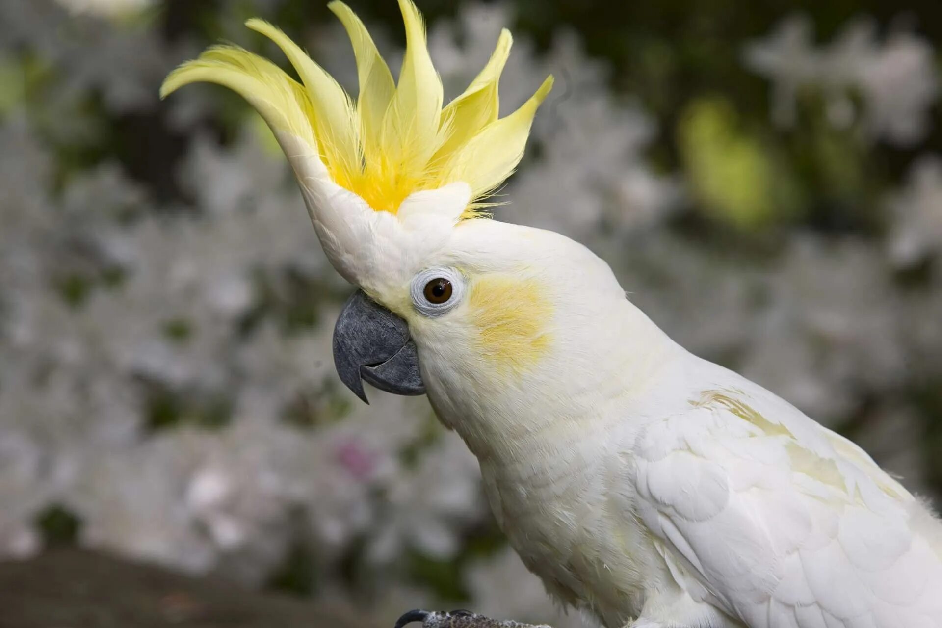Разноцветное какаду. Желтохвостый Какаду. Попугай Какаду. Большой желтохохлый Какаду. Белый попугай Какаду.