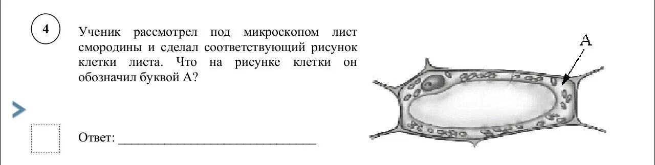 Рассмотрите рисунок растительной клетки впр биология 6