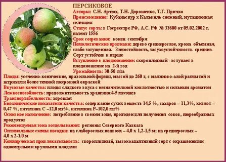 Персик характеристика и описание