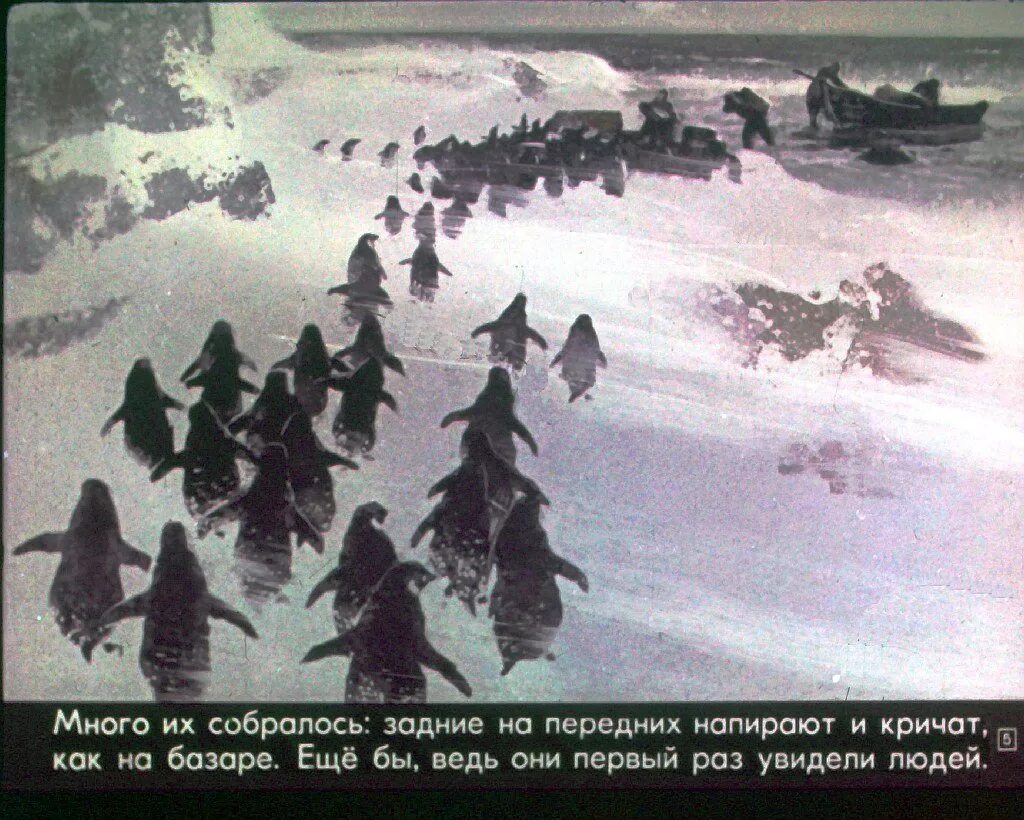 Пингвины идут с пляжа молча. Снегирев про пингвинов диафильм. Снегирев про пингвинов. Пингвины Снегирев Пингвиний пляж. Снегирев про пингвинов иллюстрации.