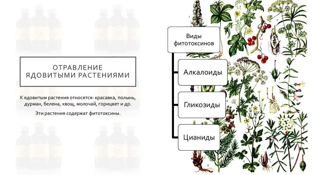 Нежные листья ядовитые корни по порядку
