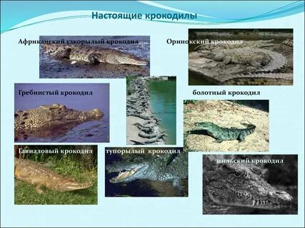 Сообщение о гребнистом крокодиле 4 класс