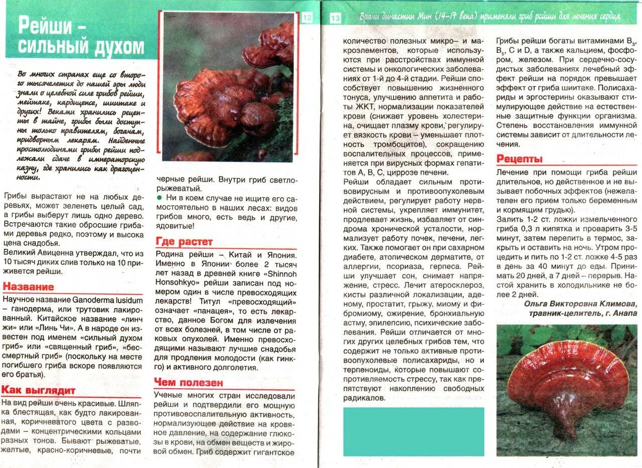 Капсулы гриб рейши ЛР. Гриб рейши LR описание. Лекарственные грибы описание. Гриб рейши описание. Грибы при онкологии отзывы