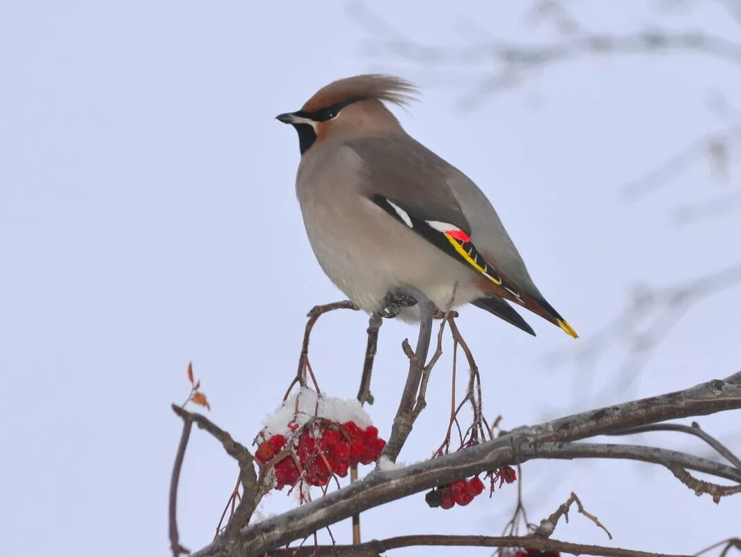 Свиристели перелетные или неперелетные. Снегири и свиристели. Свиристель описание. Свиристель где зимует. Свиристель птица для детей.