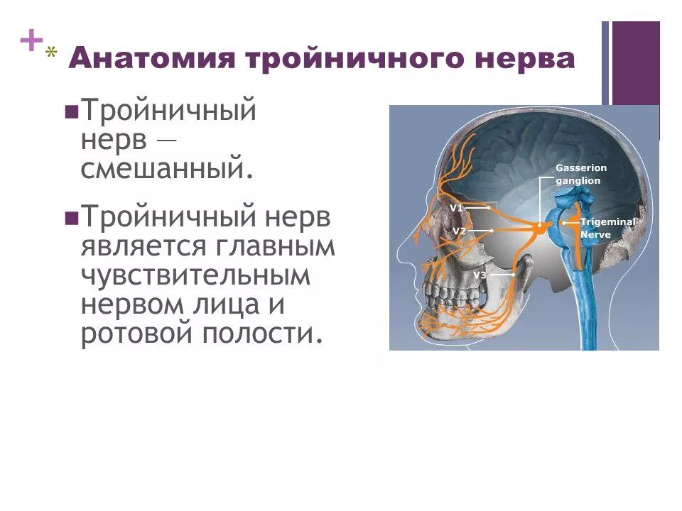 Тройничный черепной нерв. Вторые двигательные Нейроны тройничного нерва располагаются в. Ход тройничного нерва схема. Двигательная иннервация тройничного нерва. Вегетативные волокна тройничного нерва.