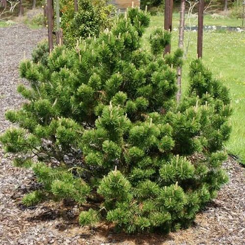 Горная сосна гном описание характеристики и фото pinus mugo mops Поиск в Google Bonsai, Plants, Garden