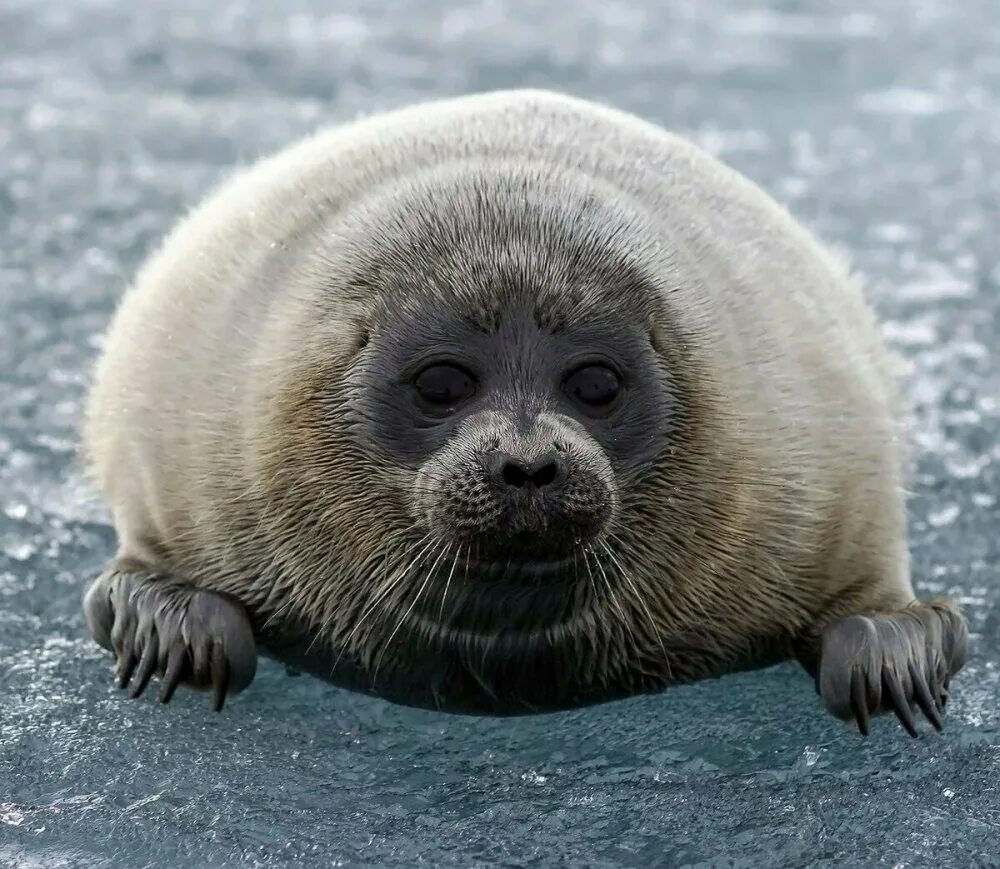 байкальская кольчатая нерпа. байкальская нерпа плывет. байкальская нерпа. озеро байкальская нерпа. нерпы где обитает.