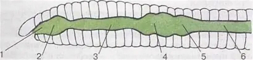 Сквозной кишечник у червей. Пищеварительная система червя. Пищеварительная система дождевого червя. Строение пищеварительной системы дождевого червя. Пищеварительная система дождевого червя рисунок.