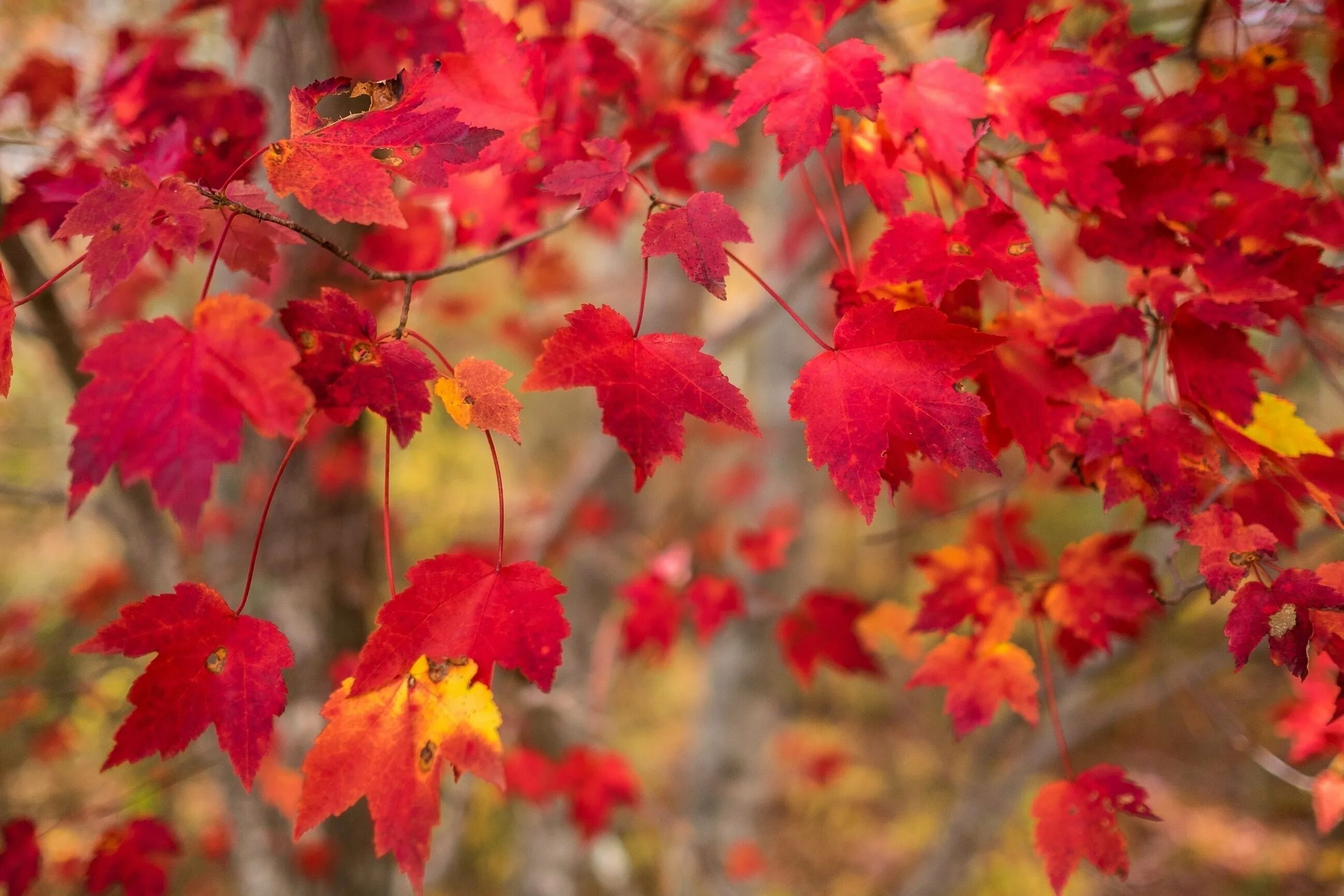Новые красивые осенние картинки. Природа осень. Осенние обои. Сентябрь природа. Осенний фон.