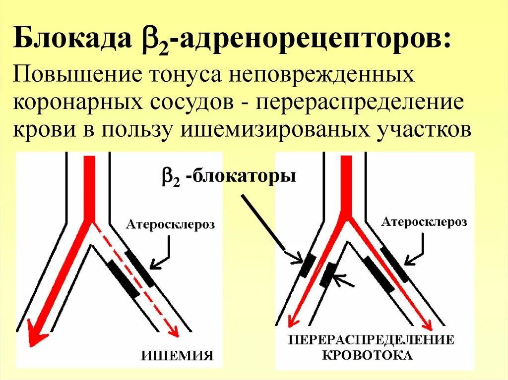 Блокада крови. Бета блокаторы при Окс. Эффект блокады бета адренорецепторов. Адренорецепторы сосудов. Бета 2 адренорецепторы сосудов.