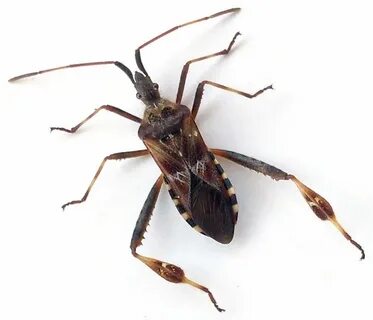 Aut bugs