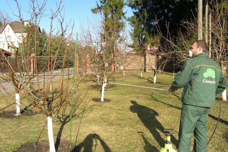 Опрыскивание деревьев весной от вредителей. Опрыскивание яблони от вредителей. опрыскивание яблоневого сада. опрыскивание груши весной.. медный купорос для обработки деревьев.