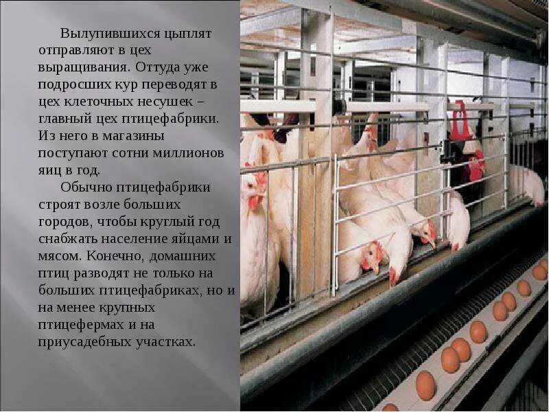 Проект животноводство в нашем крае 4 класс. Цех клеточных несушек. животноводство в нашем крае птицеводство. информация о птицеводстве. информация на тему животноводство.