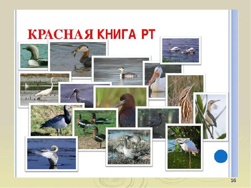 Презентация к проекту "Лэпбук - Красная книга Архангельской области" - начальные