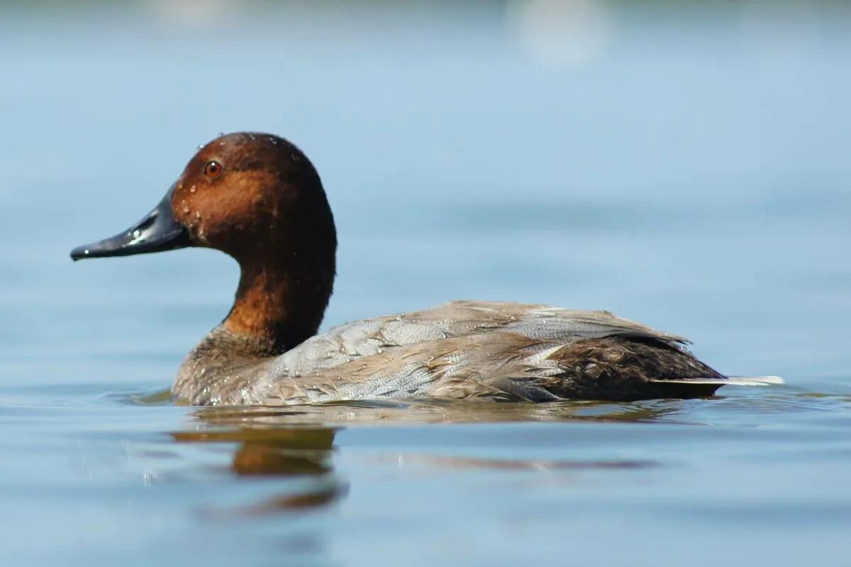 Утка нырок черная. Нырковые утки. Утка нырок черная. Утка нырок черная утка. Нырковые утки.