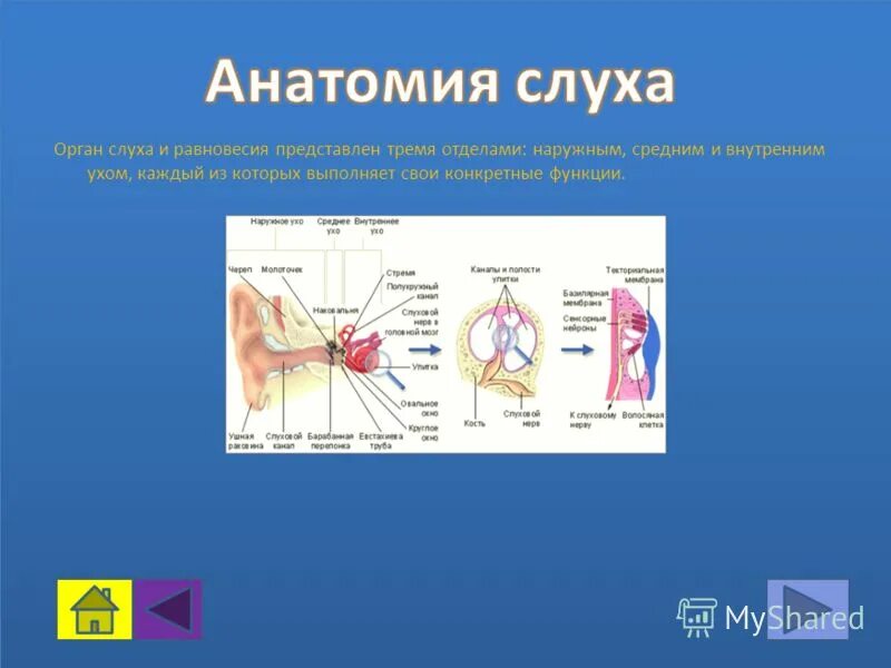 Орган слуха анатомия. Орган слуха и равновесия. Внутреннее ухо клиническая анатомия.