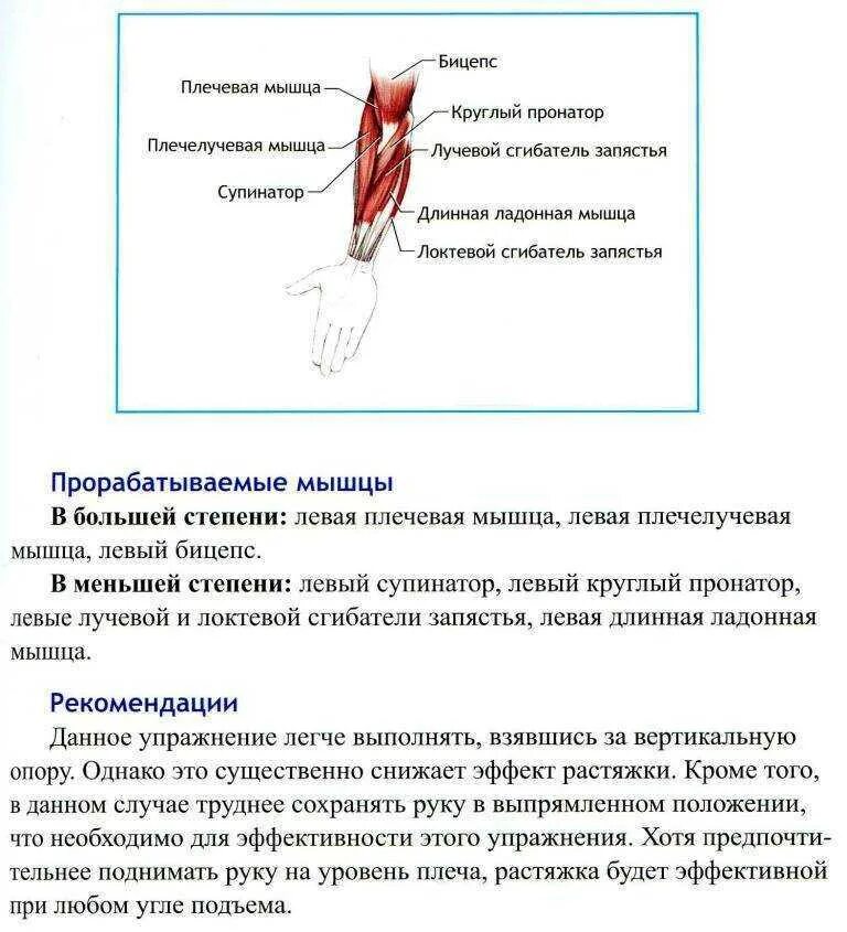 Растяжения, разрывы связок и мышц. Растяжение связок двуглавой мышцы. Растяжение головок двуглавой мышцы плеча. Механизм повреждения сухожилия двуглавой мышцы плеча.