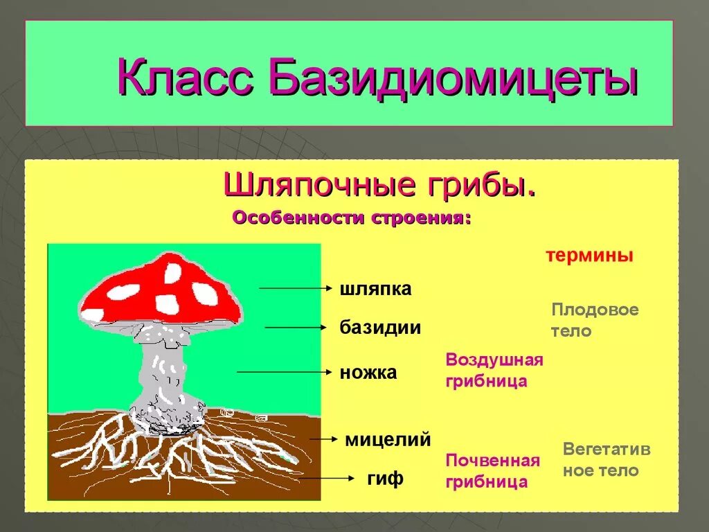 Царство грибов Шляпочные. Отдел базидиомицеты представители. Строение мицелия базидиальных грибов. Базидиомицеты строение.