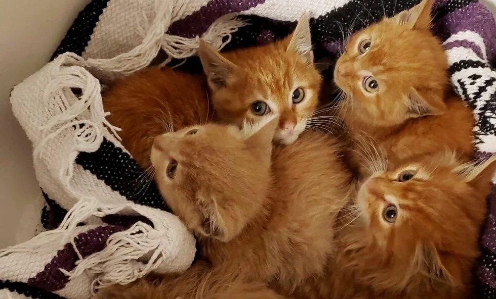 Играть 5 котят. 5 Котят. Пять котят фото. Пять кошечек. Шестеро котят.