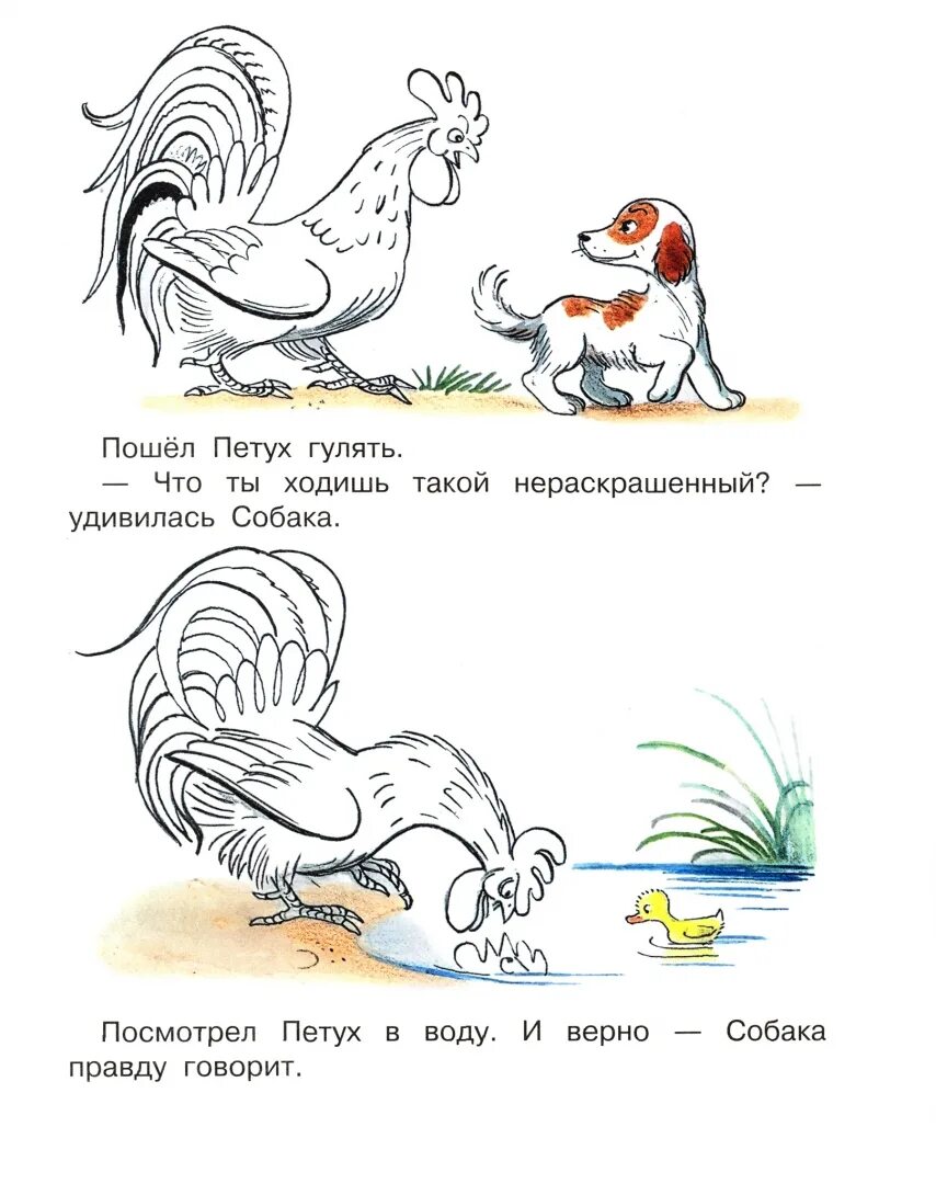 Иллюстрация к сказке петух и собака. Петух из сказки Сутеева. Сутеев илюстрациипетух и краски. Сказка Сутеева петух и краски.