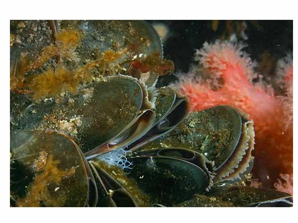 Мидия Mytilus edulis. Морские двустворчатые моллюски. Двустворчатые моллюски фильтраторы. Двустворчатые моллюски фильтруют воду. Фильтрация моллюсков