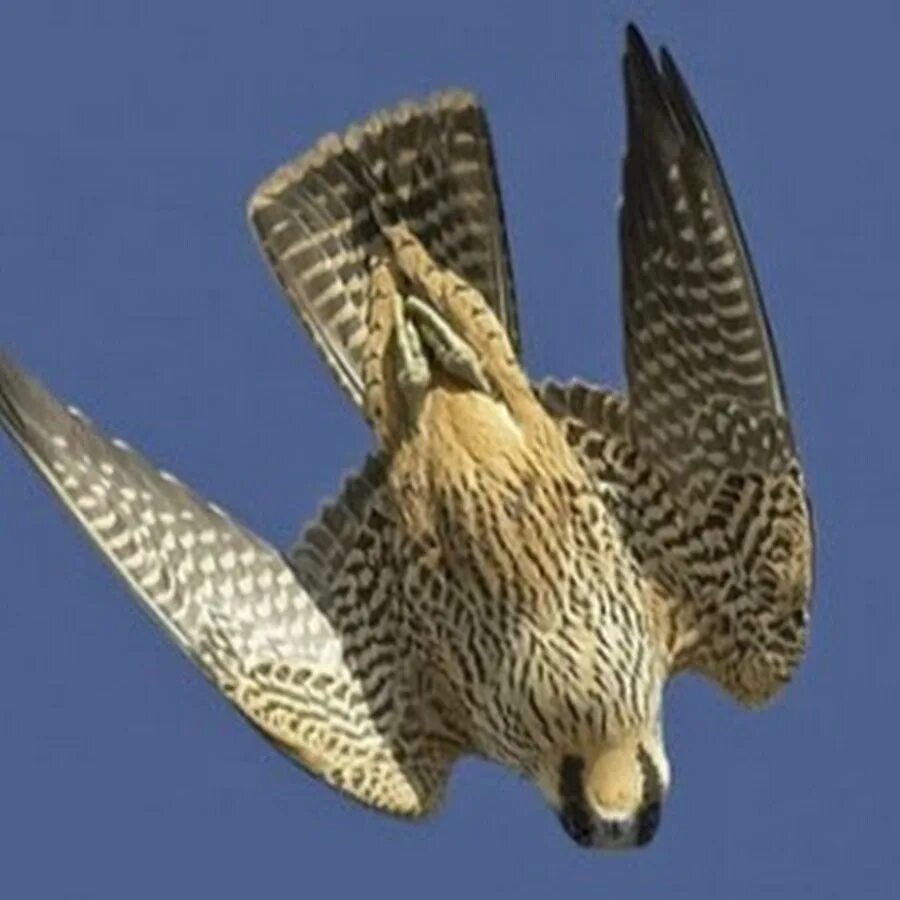 Тропа на гору сокол новый свет. Гора сокол судак маршрут. Гора сокол крым. Гребневая двойка гора сокол. Гора сокол маршрут злобный карлик.