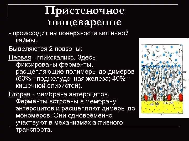 Что такое пристеночное пищеварение. Пристеночное пищеварение. Ферменты щеточной каймы. Роль микроворсинок энтероцитов в пристеночном пищеварении. Пристеночное.