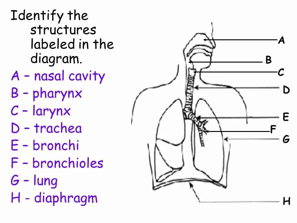 Label the diagram