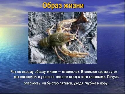 Рак их жизнь