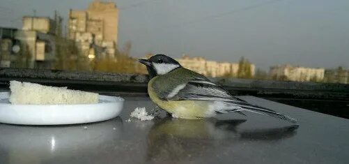 Синички под подоконником. Синица приметы. Птицы залетающие в дома. Синица на балконе. Синичка на балконе.
