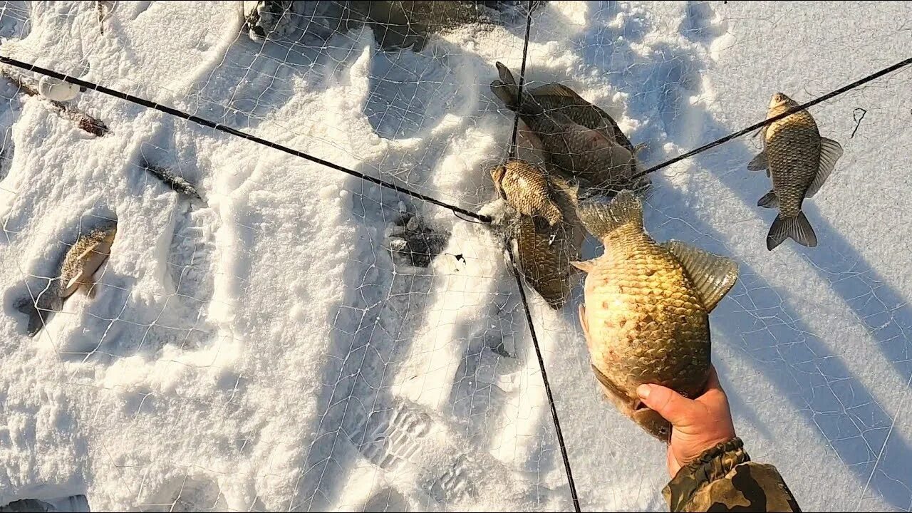 Ловля на хапугу видео. Хапуга для рыбалки. Ловля на хапугу зимой. Хапуга для рыбалки зимой. Рыбалка на хапугу зимой 2023.