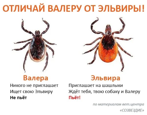 В какую погоду активны клещи. Боррелиоз и клещевой энцефалит. Пик активности клещей. Размеры клещей. Сезонная активность клещей.
