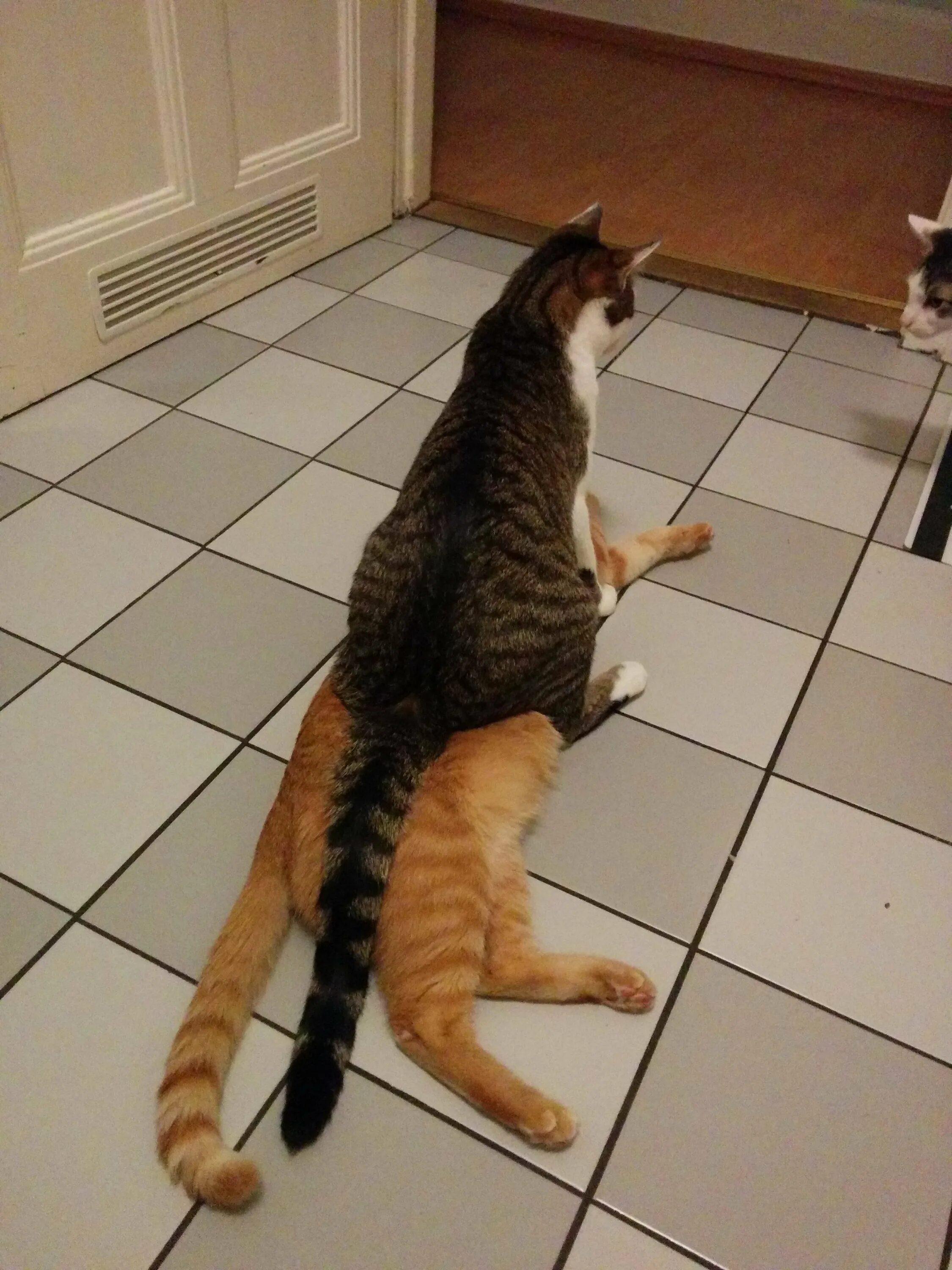 Доминирующий кот. Коты доминируют. приколы с котами до слёз. кот властвует. смешные картинки котов до слез.