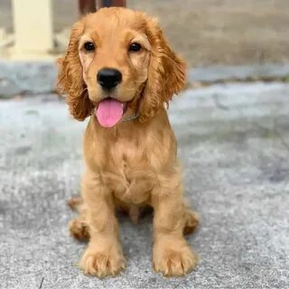 Golden small