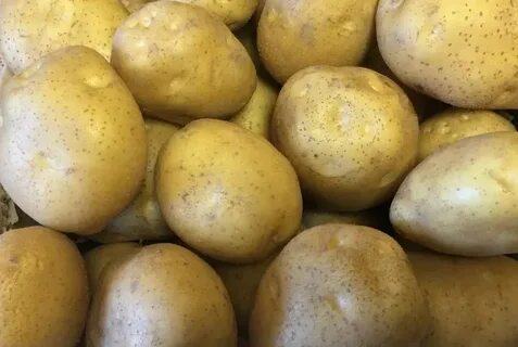 Характеристика сорта картофеля горняк