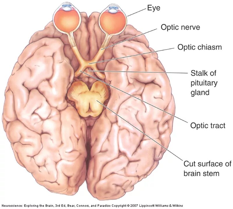 Brain start. Optic Chiasm. Chiasm nerves. Зрительный нерв. Зрительный нерв на латинском.