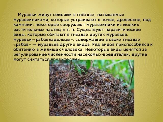 Где обитают муравьи. Обитатели муравейника. Лесные муравьи муравейник. Книга про муравьев. Муравей.