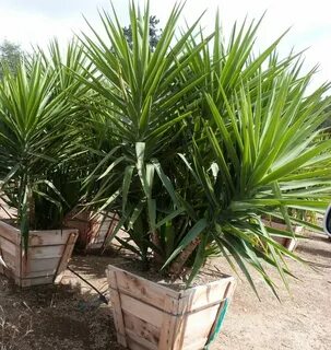Ask plants
