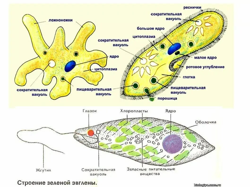 Протисты строение клетки. Схема простейших биология 7 класс. Простейшие организмы строение клетки. Строение одноклеточных организмов. Простейшие животные картинки