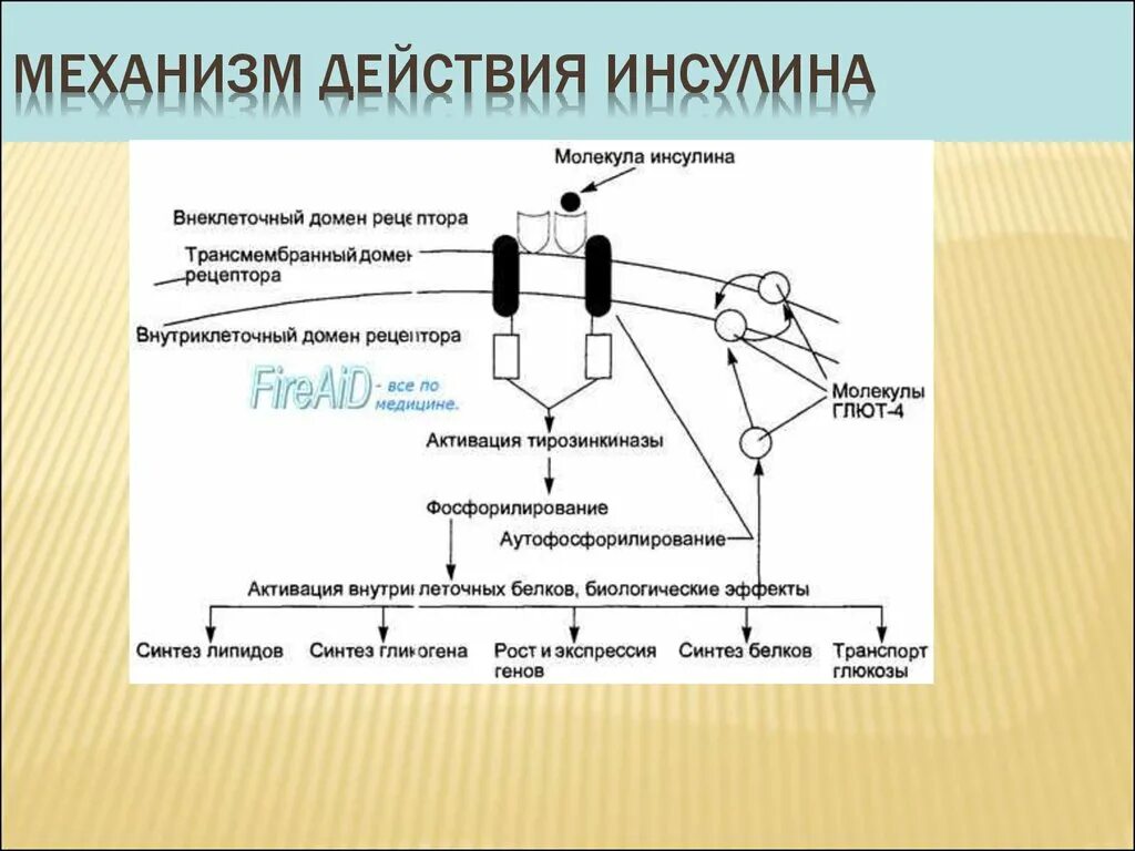 Схема действия инсулина. Инсулин схема действия гормона. Схема действия инсулина. Схема действия инсулина. Рецептор инсулина и механизм действия инсулина.