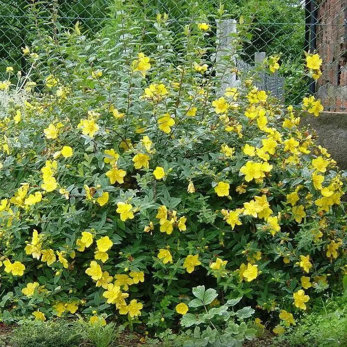 Зверобой кустарник. Зверобой Hidcote. Зверобой кустарниковый "Hidcote" ("Хидкот"). Зверобой кустарниковый Hidcote. Зверобой раскидистый Хидкот.