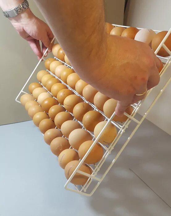 Решетки для яиц купить. Лоток для инкубатора под куриные яйца TC-88. Лоток 88 яйца инкубатор. Лотки для инкубатора NBF. Решетка для яиц в инкубатор блиц.