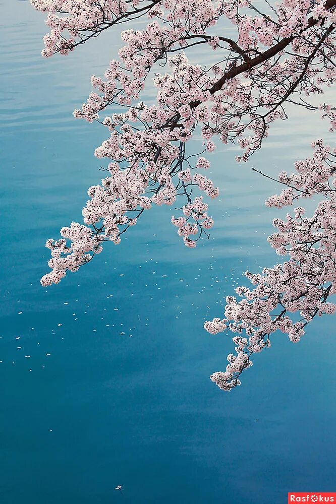 Сакура вода. Цветущее дерево. Цветущее дерево над водой. Сакура. Цветение Сакуры.