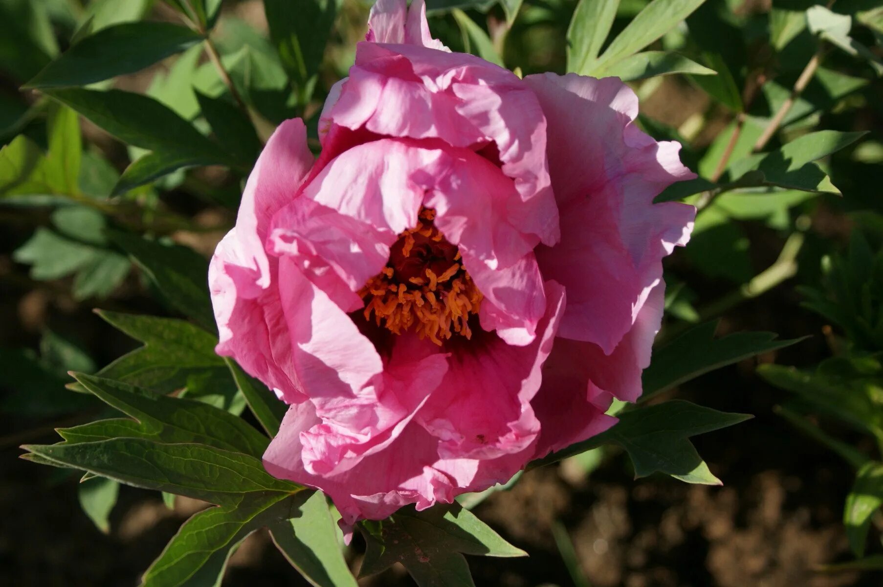 Пион древовидный кинкаку. Пион древовидный кинко. Пионы кинко (золотая россыпь). Пион древовидный кинко. Пион ферст арривал.