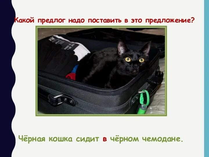 Черный кот предложение