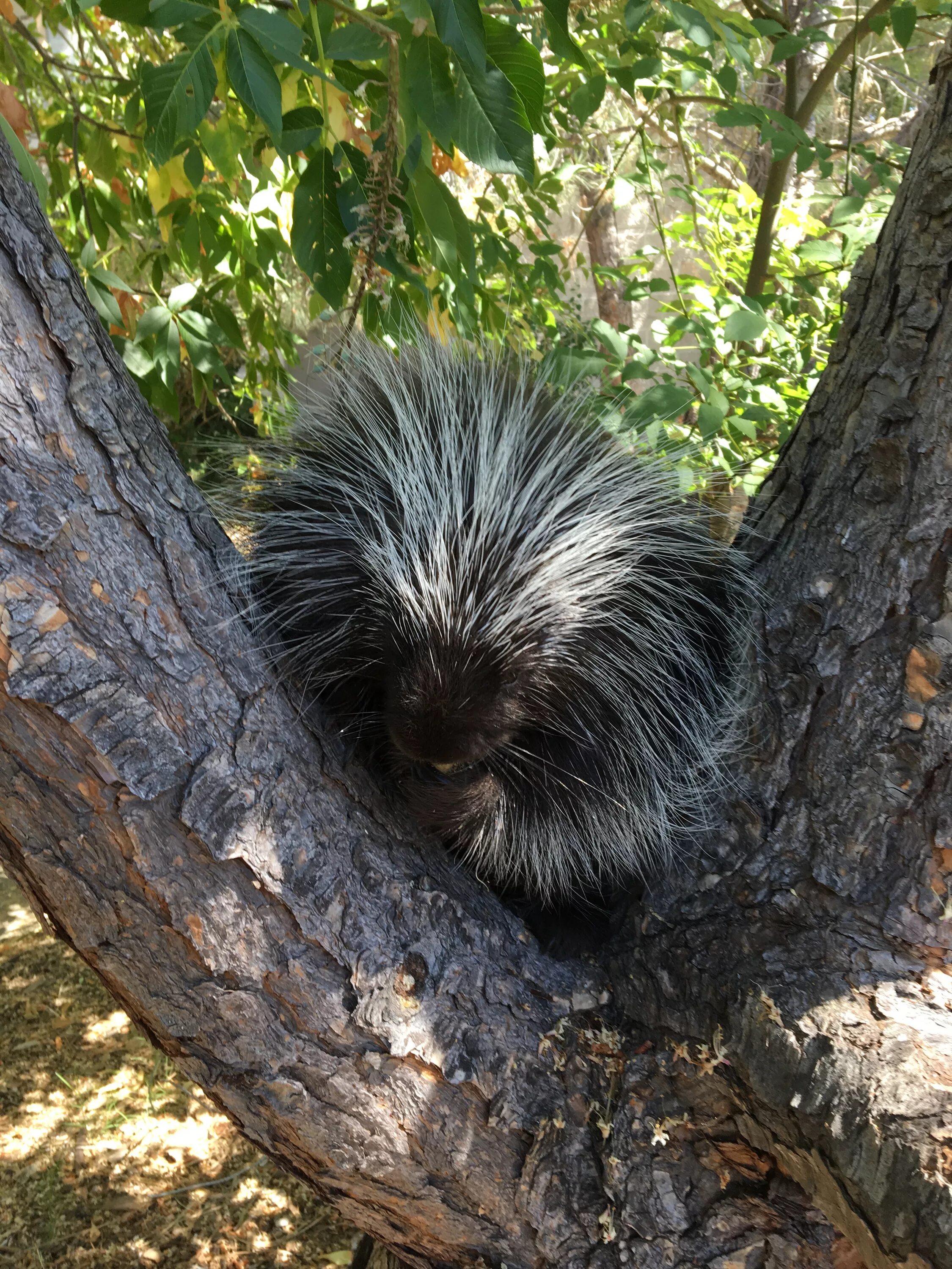 Lindsay wildlife museum. Североамериканский Дикобраз поркупин. Дикобраз на дереве. Porcupine на дереве. Пальма дикобраза.