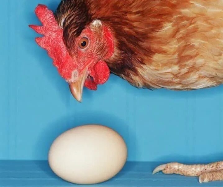 Почему куры расклевывают. Курица с яйцами. Курица расклевывает яйцо.