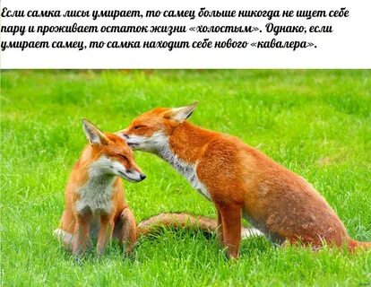 Получить лиса