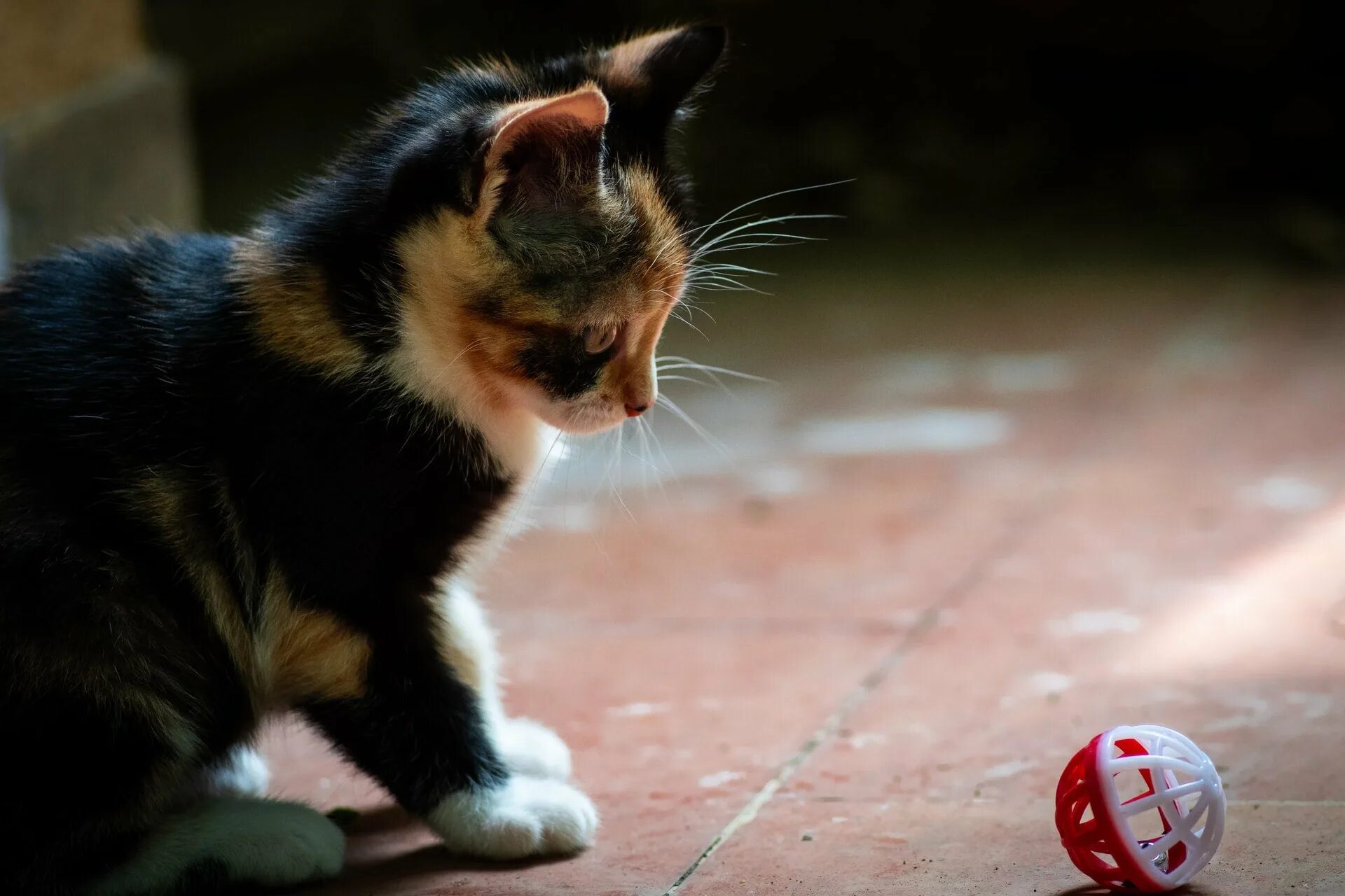 Cat doesn t. Кошка лезет. НЯКОТ. Котики Черепашки. Почему коты агрессивные на улице.